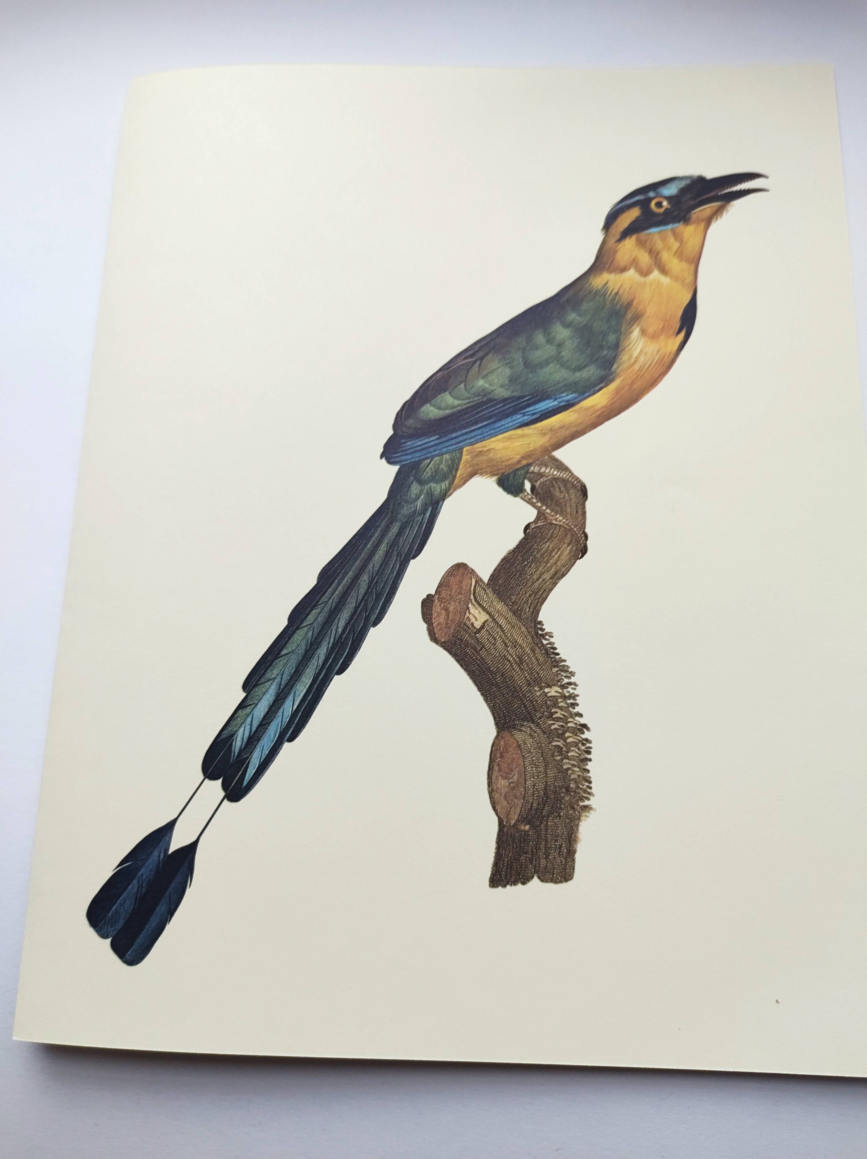 Old plate -Momot- Vintage ornithological illustration of birds