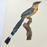 Old plate -Momot- Vintage ornithological illustration of birds