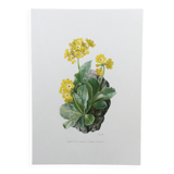 Affiche botanique Fleur  Illustration ancienne années 60