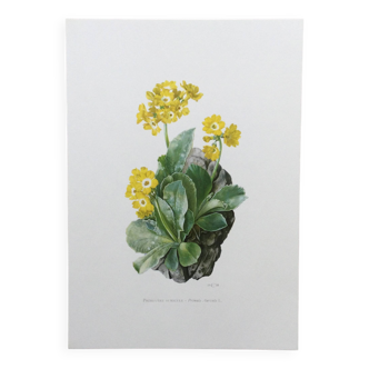 Botanical poster Flower Old illustration from the 60s