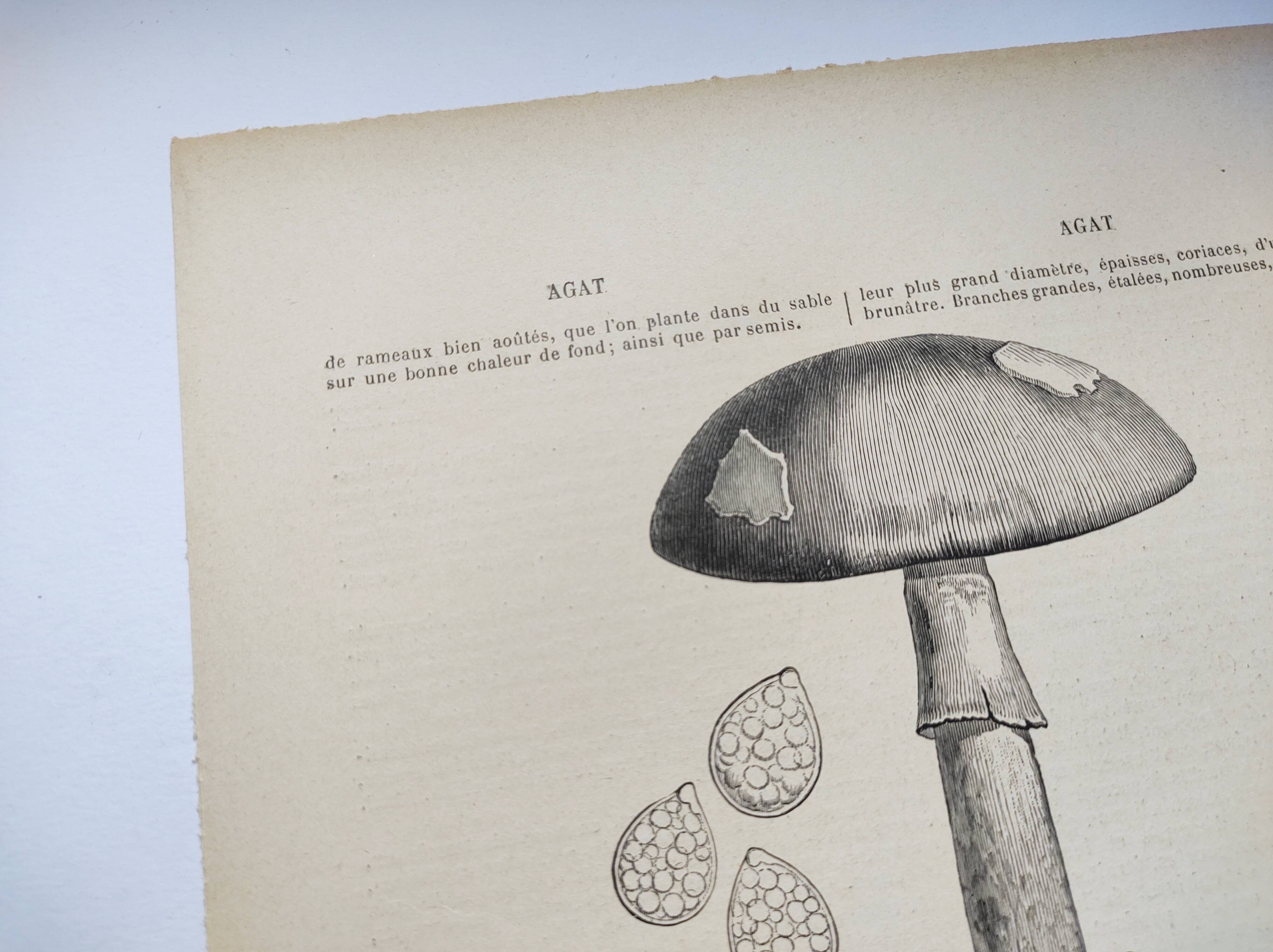 Botanical engraving from 1897 - Set of 2 Mushroom plates (1) - Plate of old lithographs