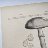 Botanical engraving from 1897 - Set of 2 Mushroom plates (1) - Plate of old lithographs
