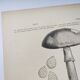 Botanical engraving from 1897 - Set of 2 Mushroom plates (1) - Plate of old lithographs
