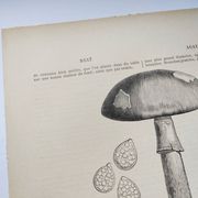 Botanical engraving from 1897 - Set of 2 Mushroom plates (1) - Plate of old lithographs