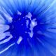 Cobalt blue decorative bowl