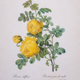 Pair ge lithographs after Redouté