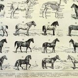 Antique engraving 1897 A. Millot - Horse, horses, breed, anatomy, race