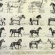 Gravure ancienne 1897 A. Millot - Cheval, chevaux, race, anatomie, course