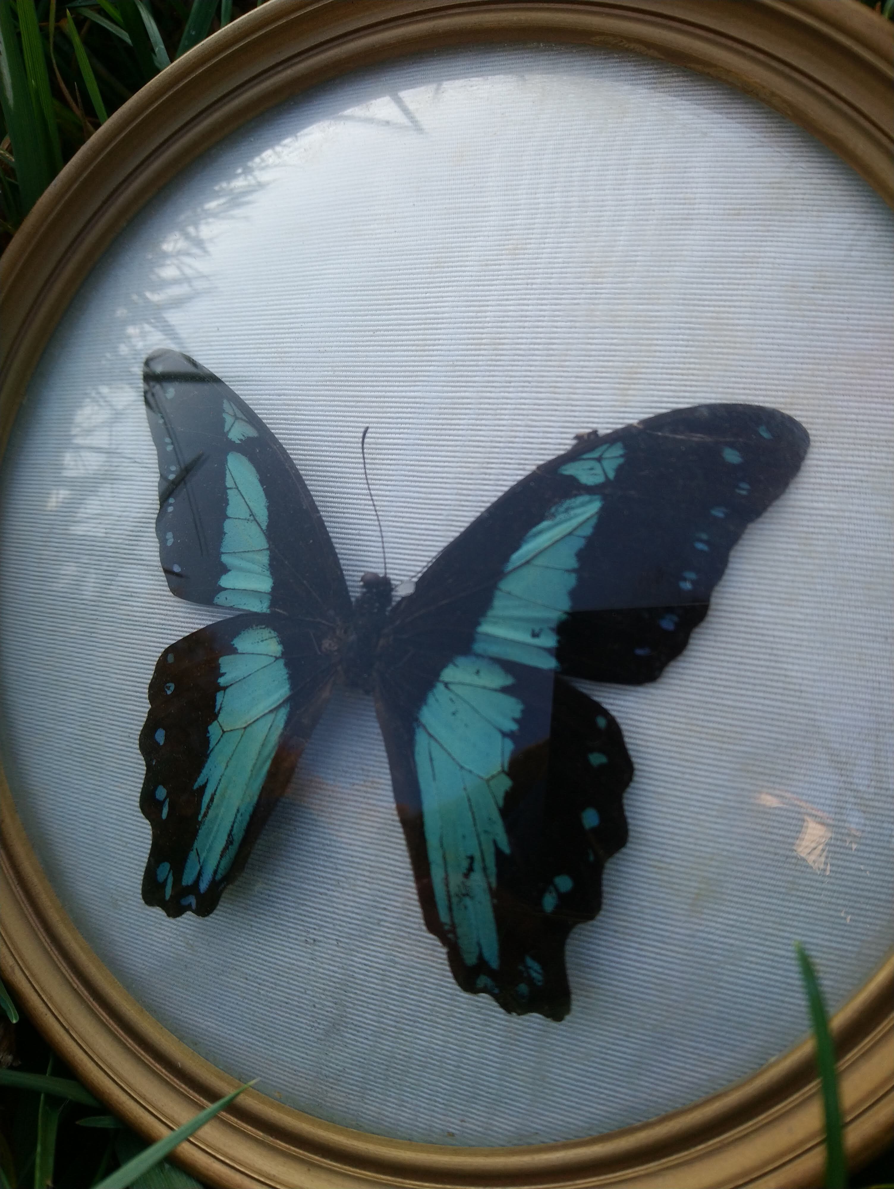 Butterfly round shape