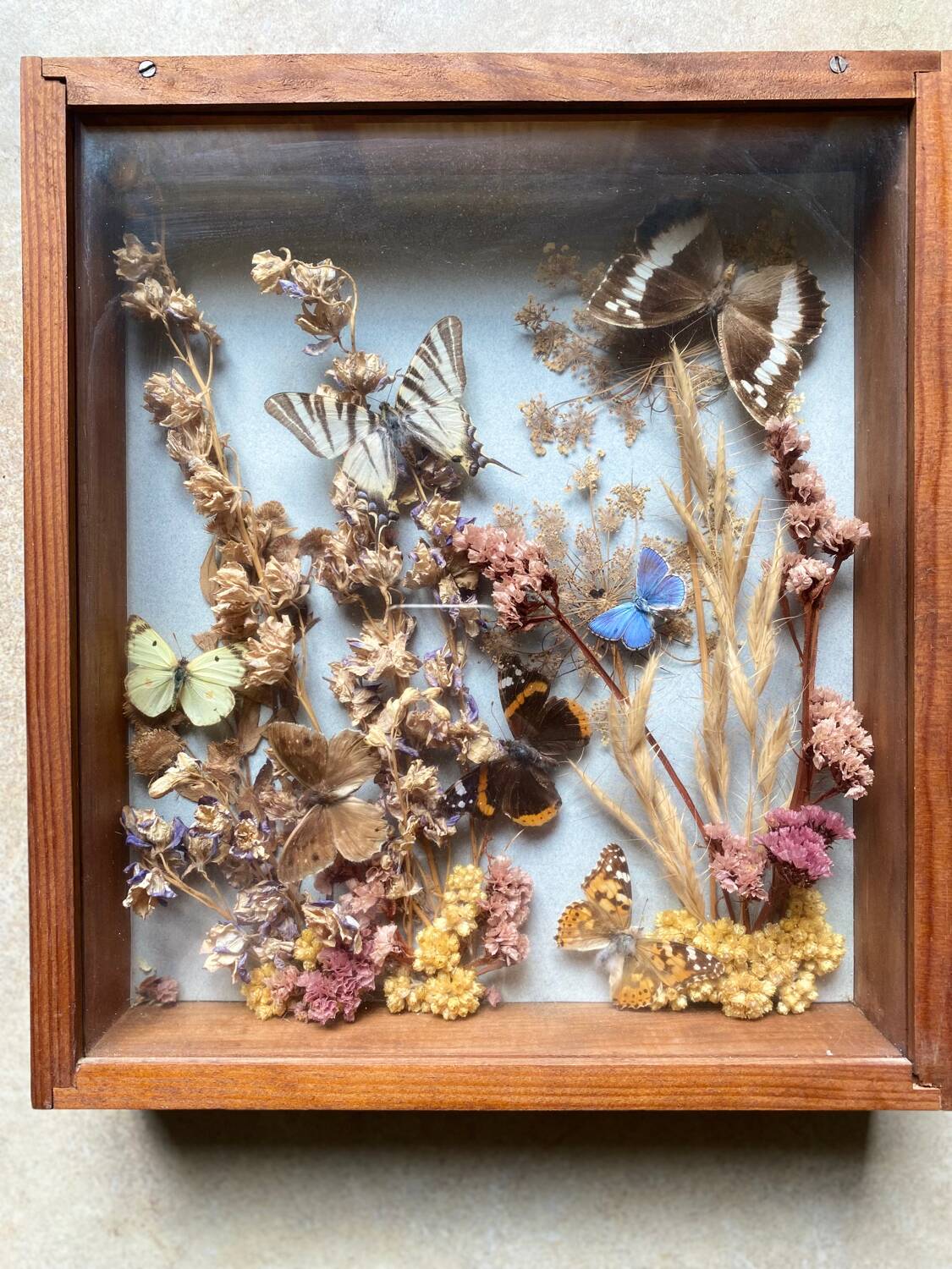 Vintage frame with butterflies and dried flowers