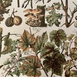 Lithograph engraving on the diseases of the vine of 1907 Viticulture Vinification Oenology Grape varieties