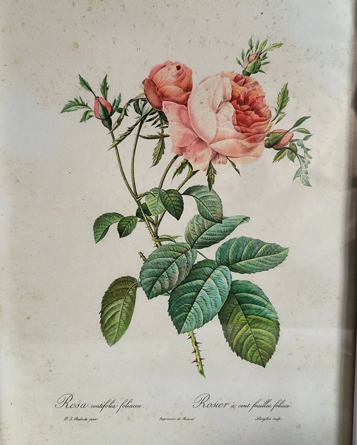 PJ Redouté - illustration botanique - Rosier à cent feuilles, Imp de R