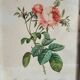 PJ Redouté - illustration botanique - Rosier à cent feuilles, Imp de R
