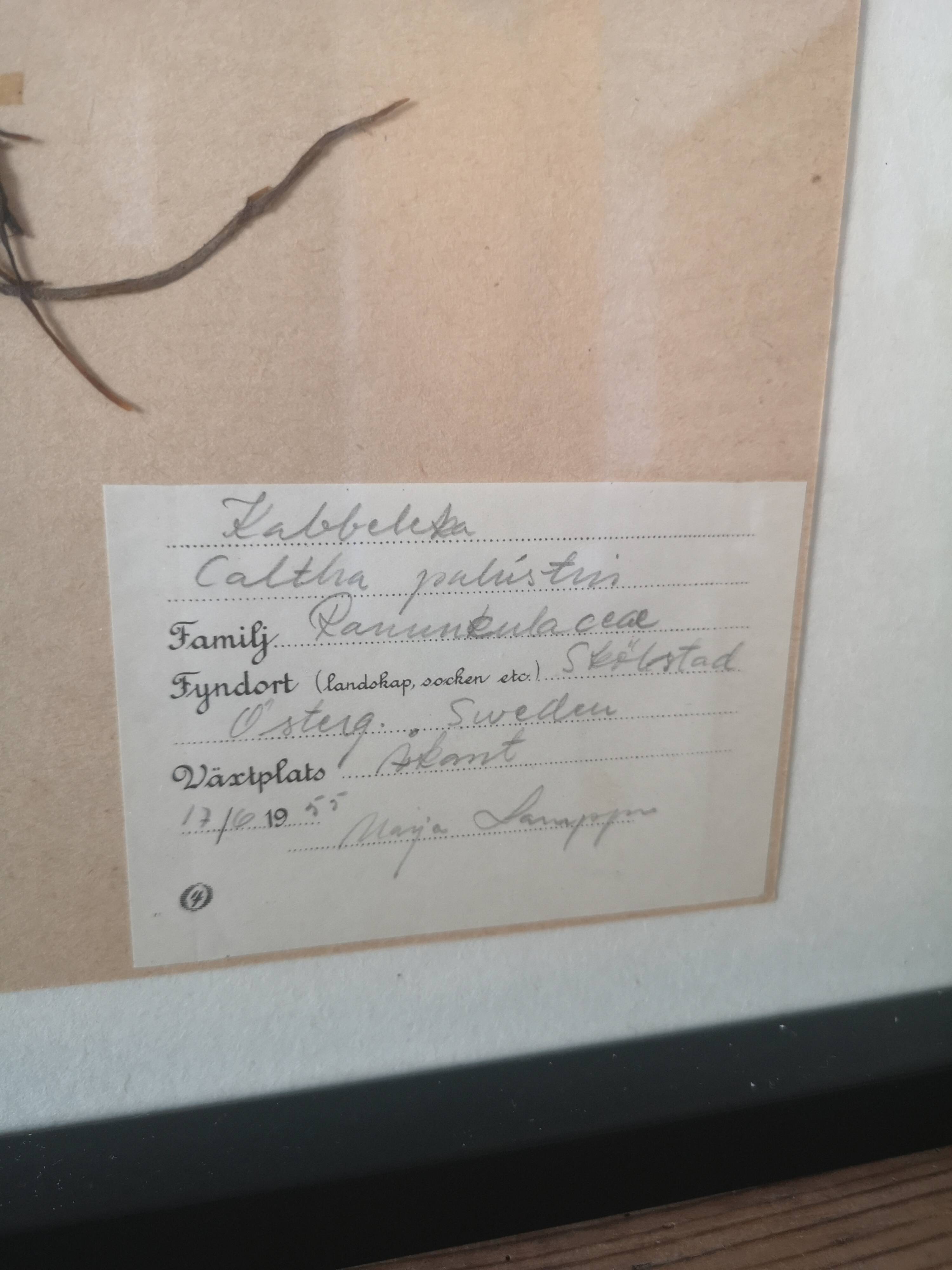 Old Swedish herbarium board framed