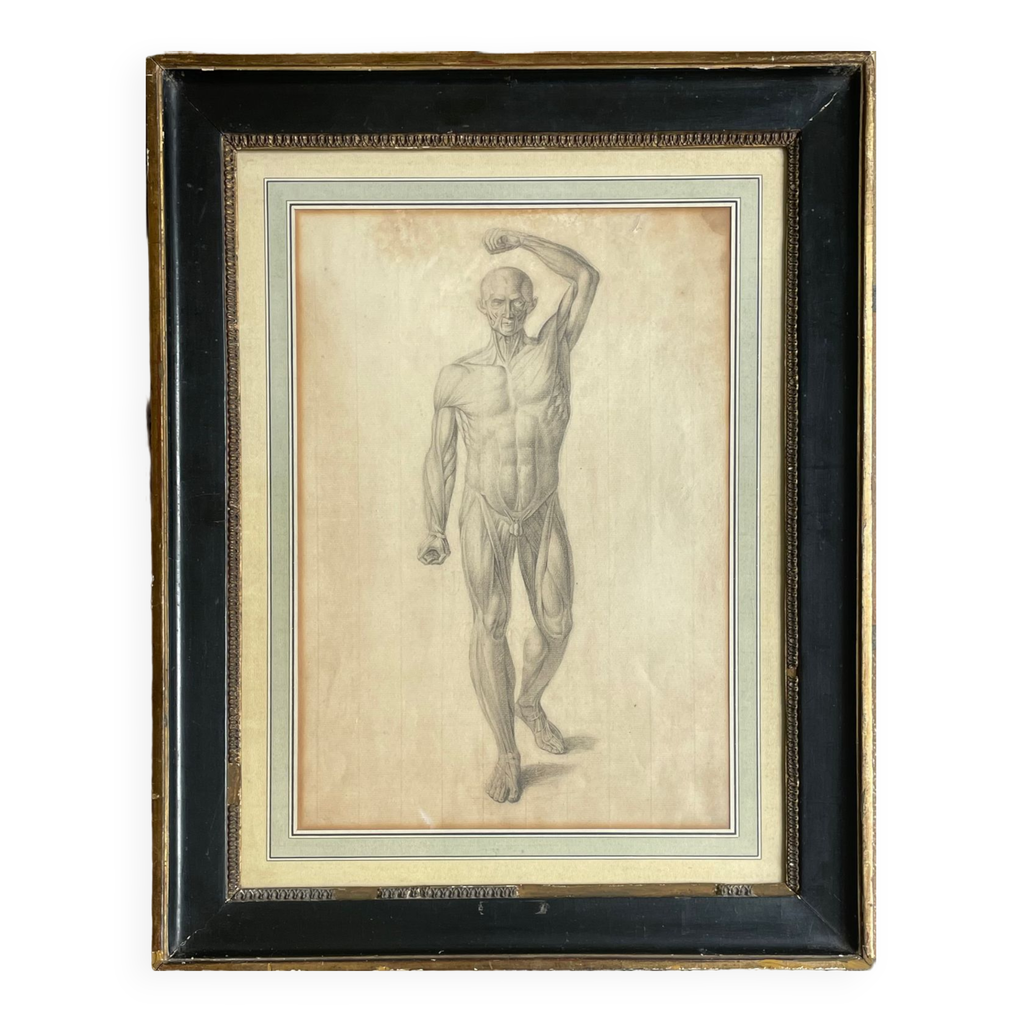 Tableau dessin ancien homme écorché Anatomie XVIIIe