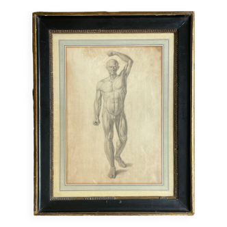 Tableau dessin ancien homme écorché Anatomie XVIIIe