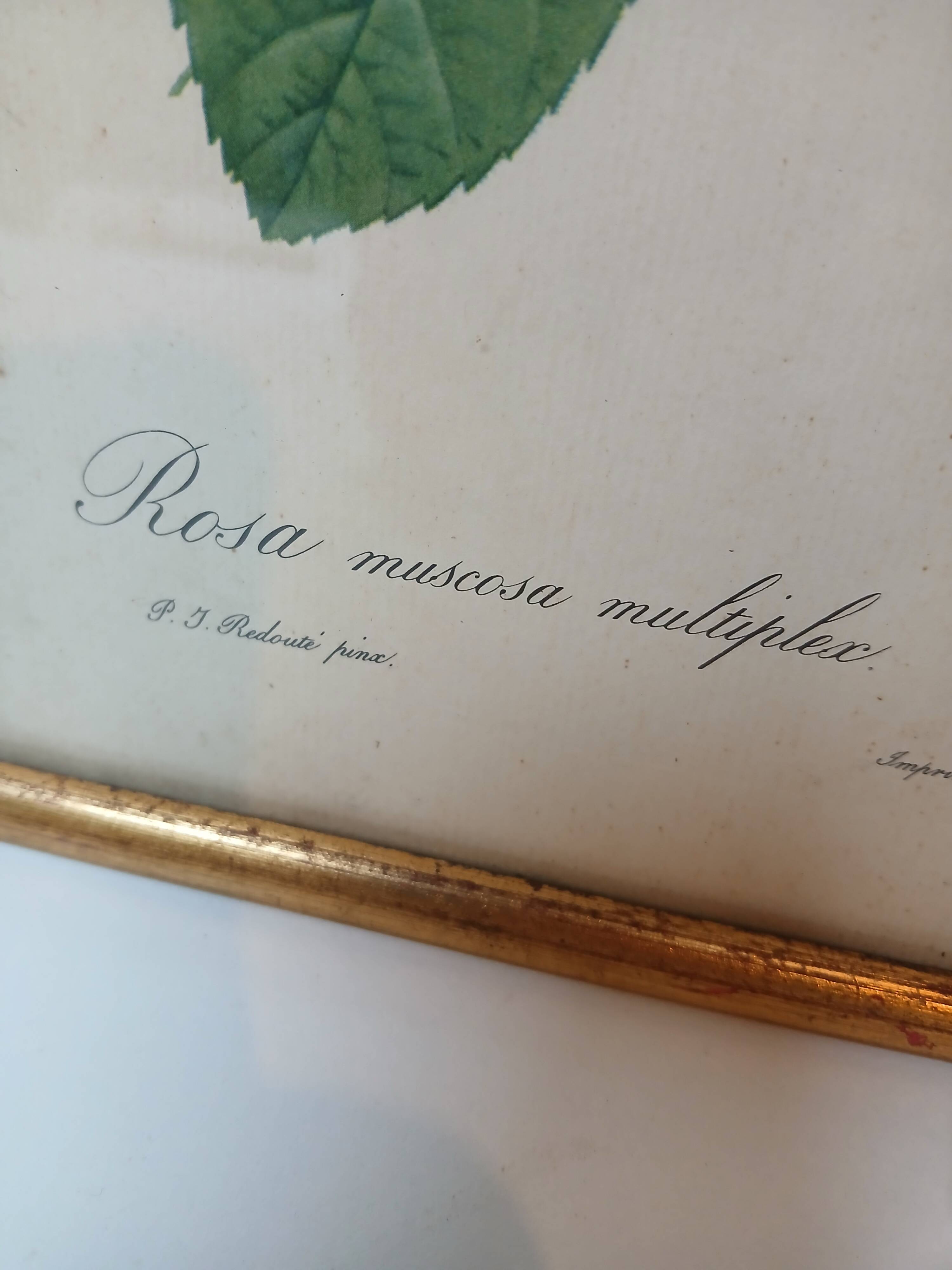 Antique frame of double-flowered mossy rose bush by PJ REDOUTÉ