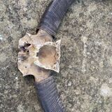Hunting Trophy