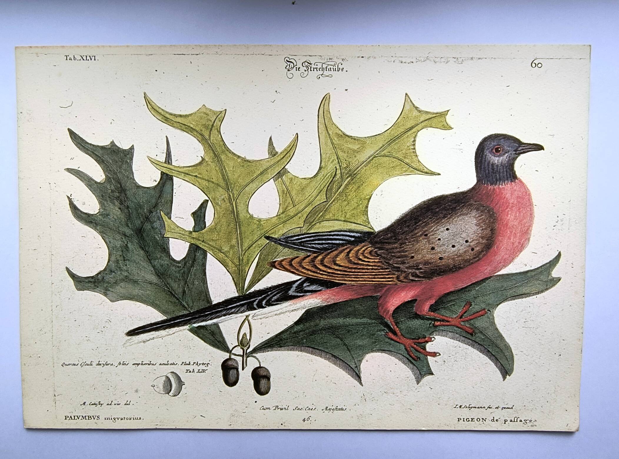 Antique bird plate - Passenger Pigeon - Zoological engraving by Seligmann
