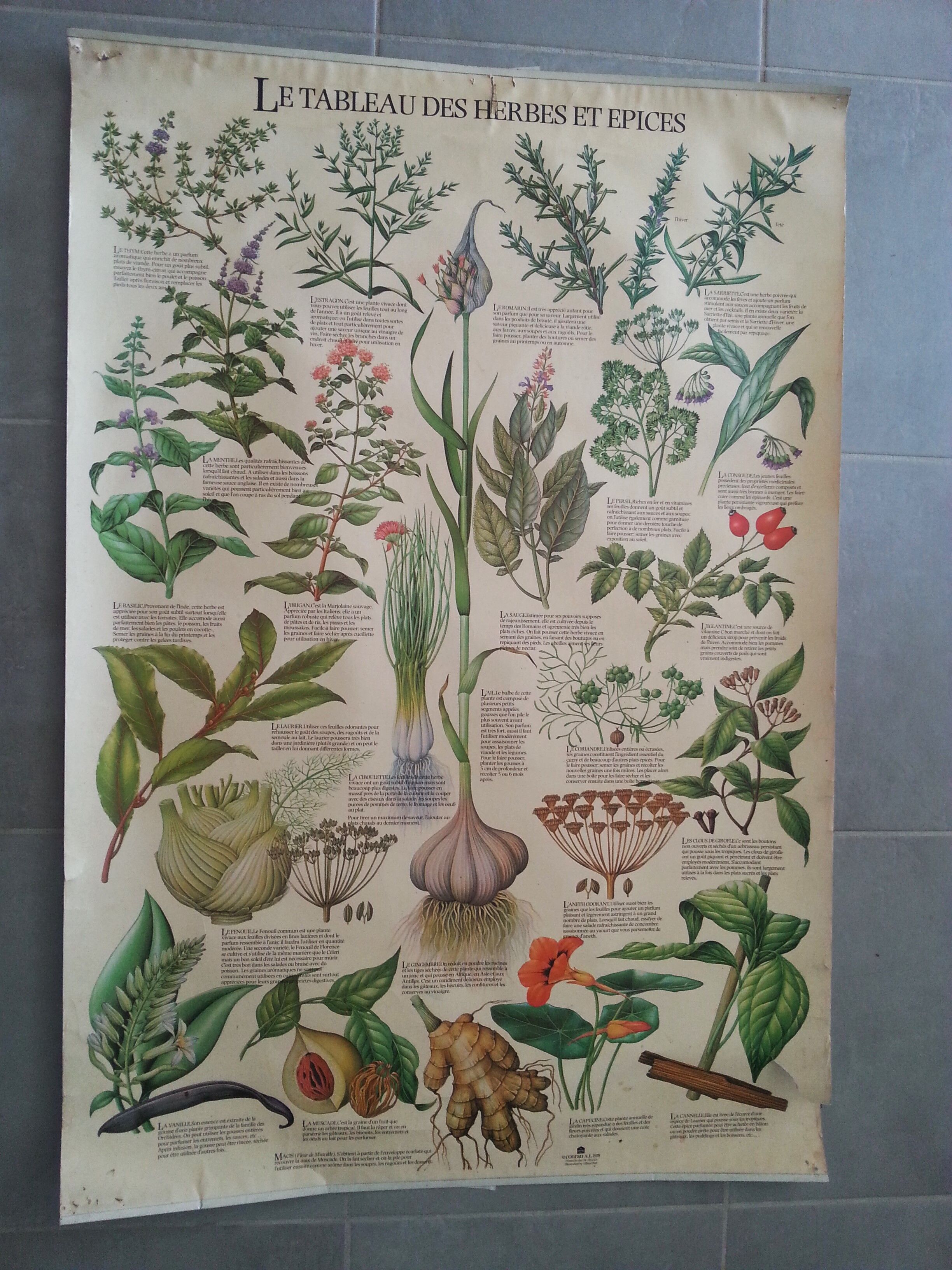 1978 botanical vintage poster