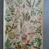 1978 botanical vintage poster