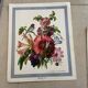 Illustration florale ancienne.