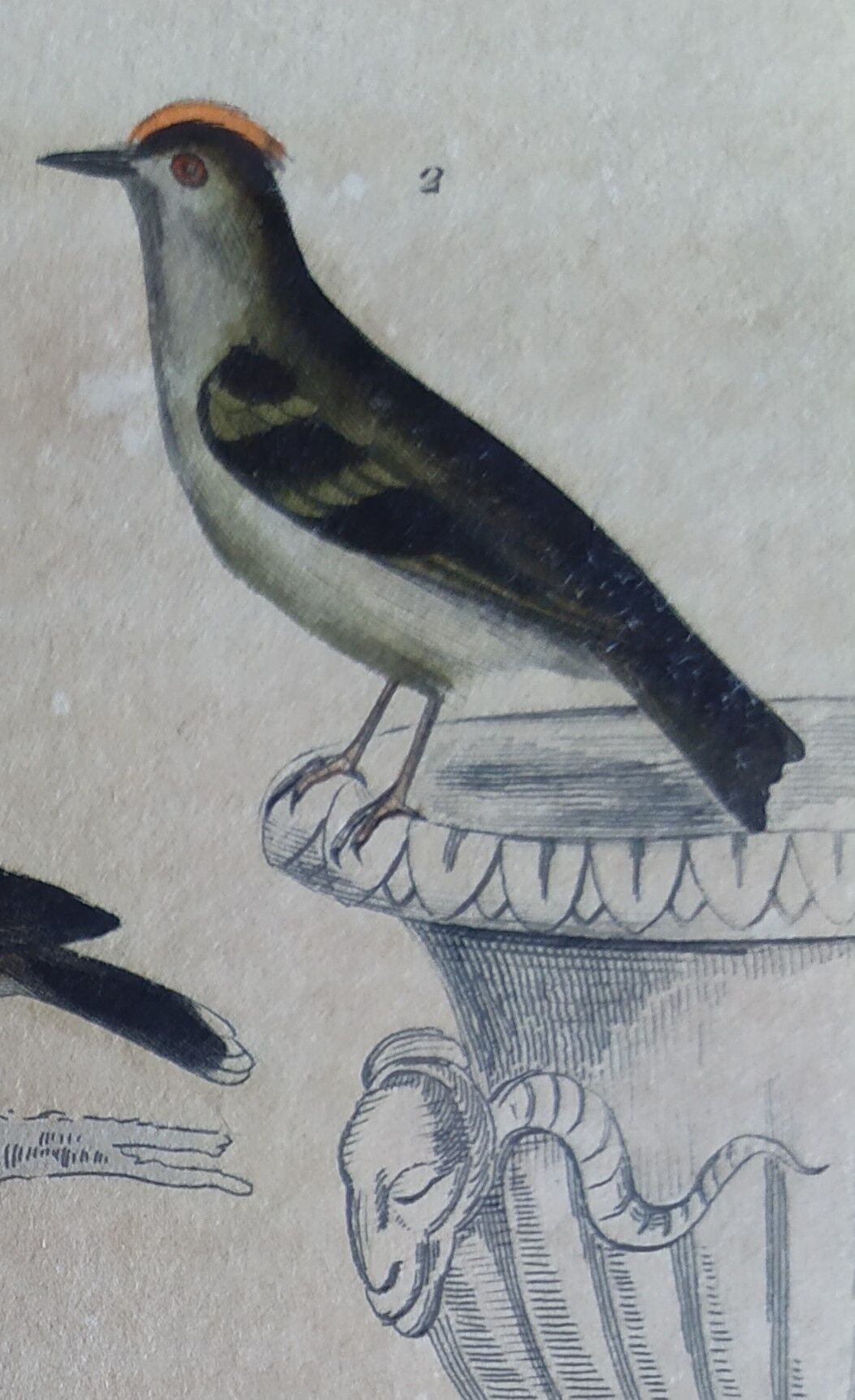 Planche Ornithologique originale " Pitpit bleu - Roitelet - Roitelet mésange - &c... " Buffon 1836