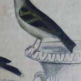 Original Ornithological plate " Pitpit bleu - Roitelet - Roitelet mésange - &c... " Buffon (1836)