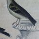 Planche Ornithologique originale " Pitpit bleu - Roitelet - Roitelet mésange - &c... " Buffon 1836