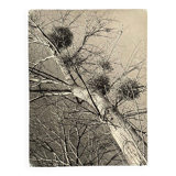 Black and white photo entitled Boules de Guy by Robert Laporte 20th century
