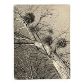 Black and white photo entitled Boules de Guy by Robert Laporte 20th century