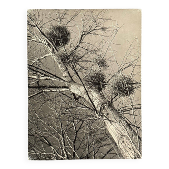 Photo noir et blanc intitulée Boules de Guy par Robert Laporte XXe