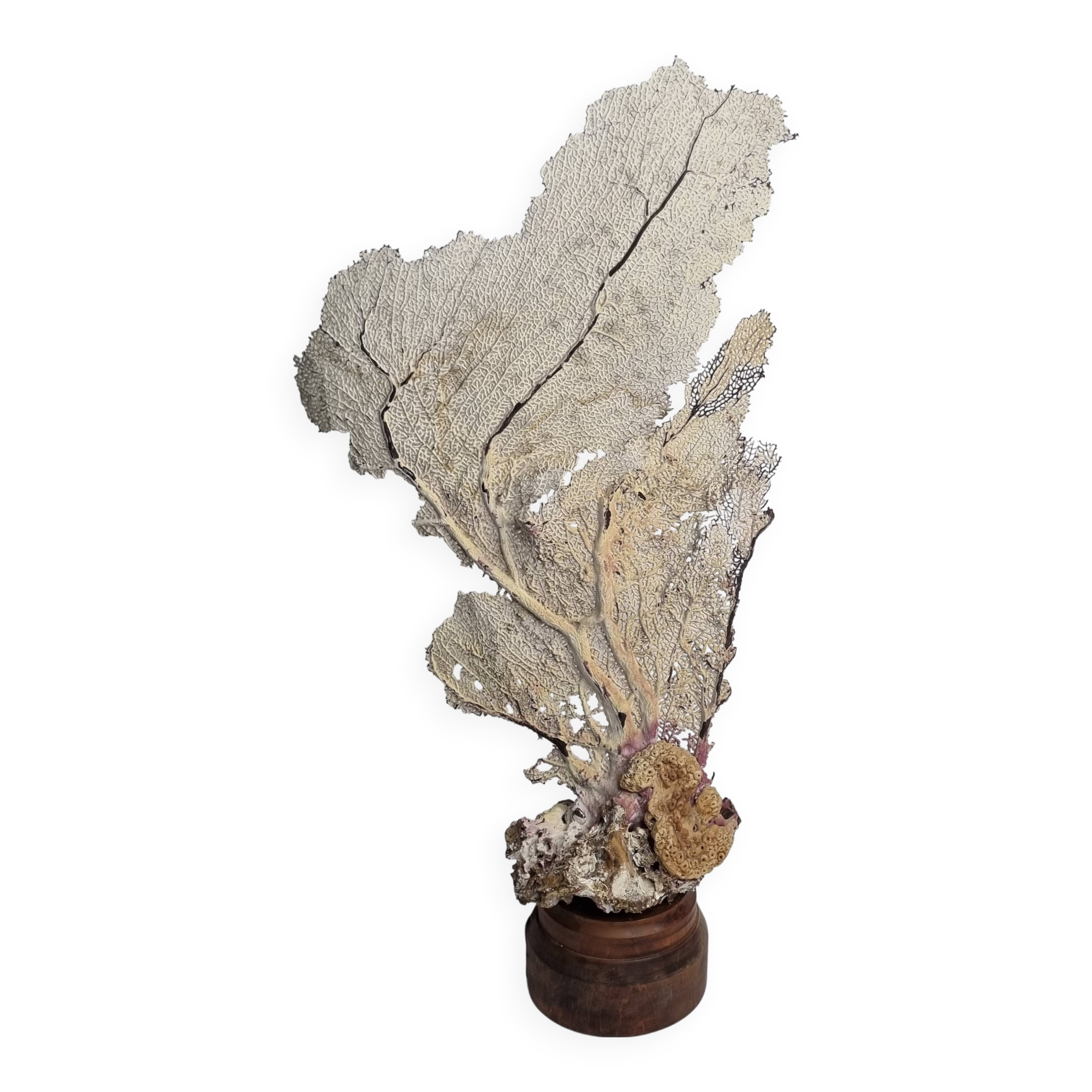 Large natural fan coral on wooden base, Height 47 cm