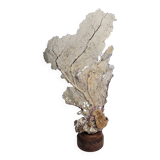 Large natural fan coral on wooden base, Height 47 cm