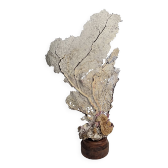 Large natural fan coral on wooden base, Height 47 cm