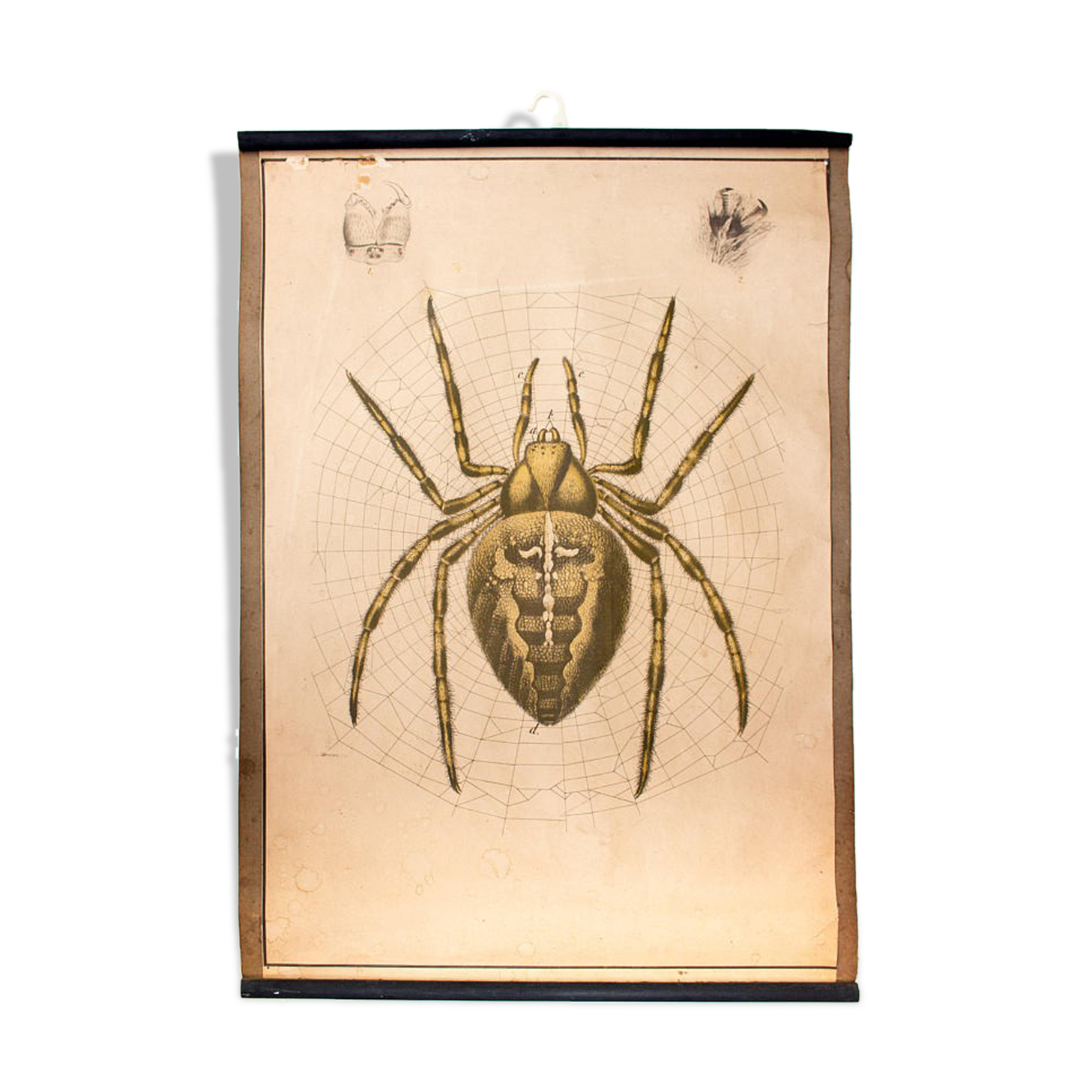 Poster "garden spider" lithograph Karl Jansky Böhmen 1897