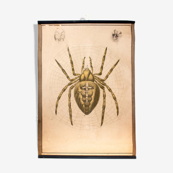 Poster "garden spider" lithograph Karl Jansky Böhmen 1897