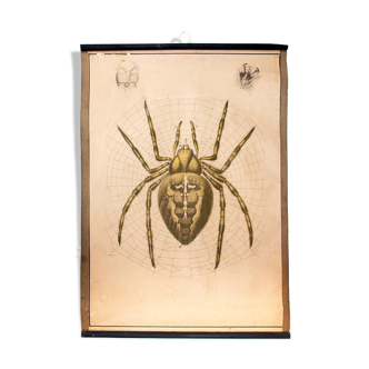 Poster "garden spider" lithograph Karl Jansky Böhmen 1897