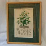 Old botanical plate, framed, representing a cotton plant with vine flowers.