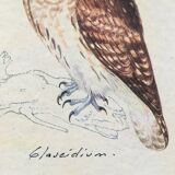 Owl ornithological board