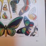 Lithograph on butterflies from 1948
