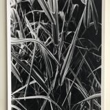 Rosine nusimovici, untitled (poacea ii), c 1980. black and white silver print