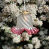 Globe tulip border fushia