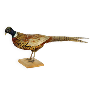 Faisan à collier monté sur taxidermie de planche de bois