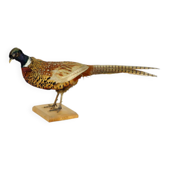 Mounted ringneck pheasant on wooden plank taxidermy
