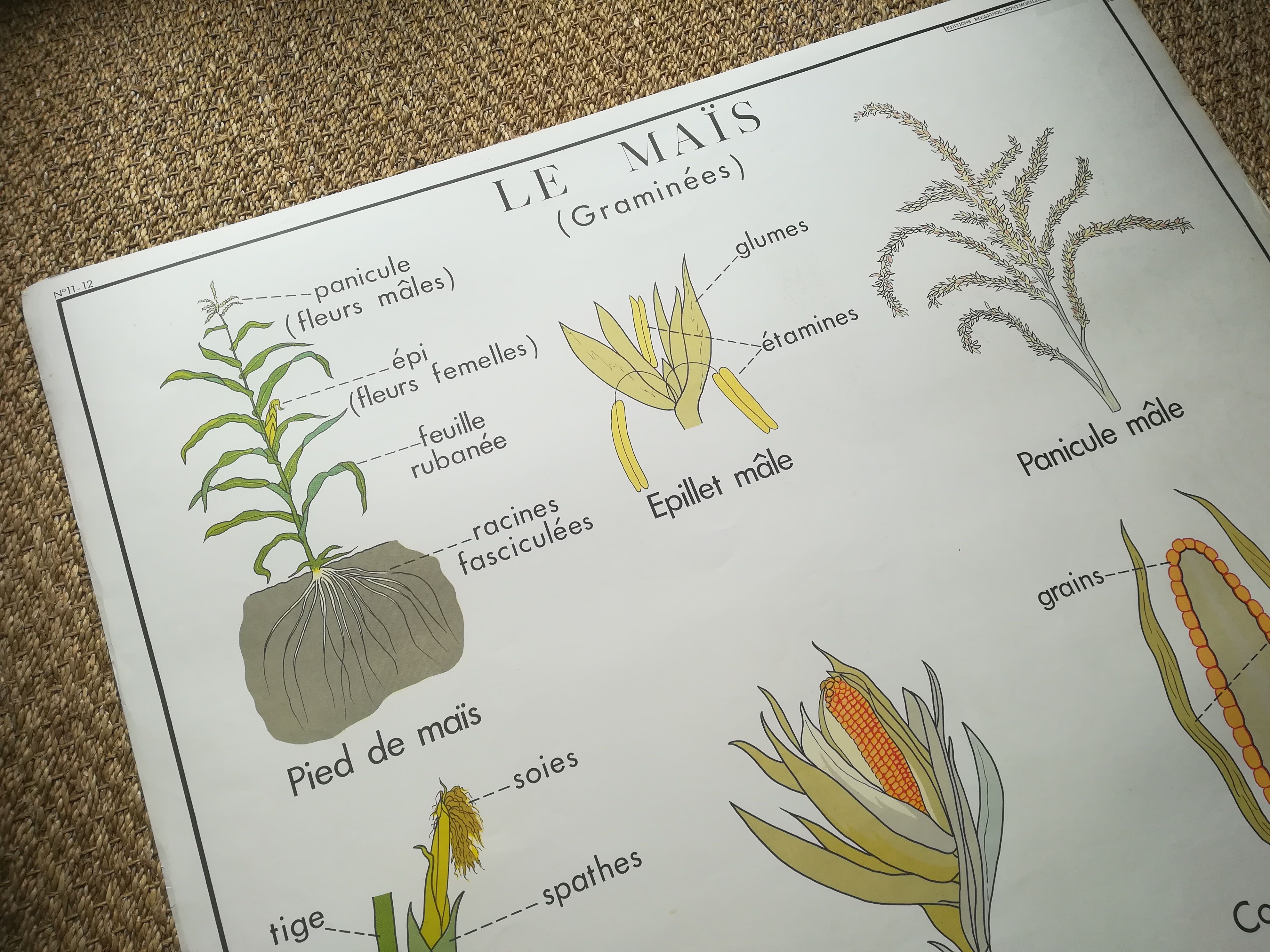 Affiche pédagogique Rossignol "Le maïs et le mil" vintage.