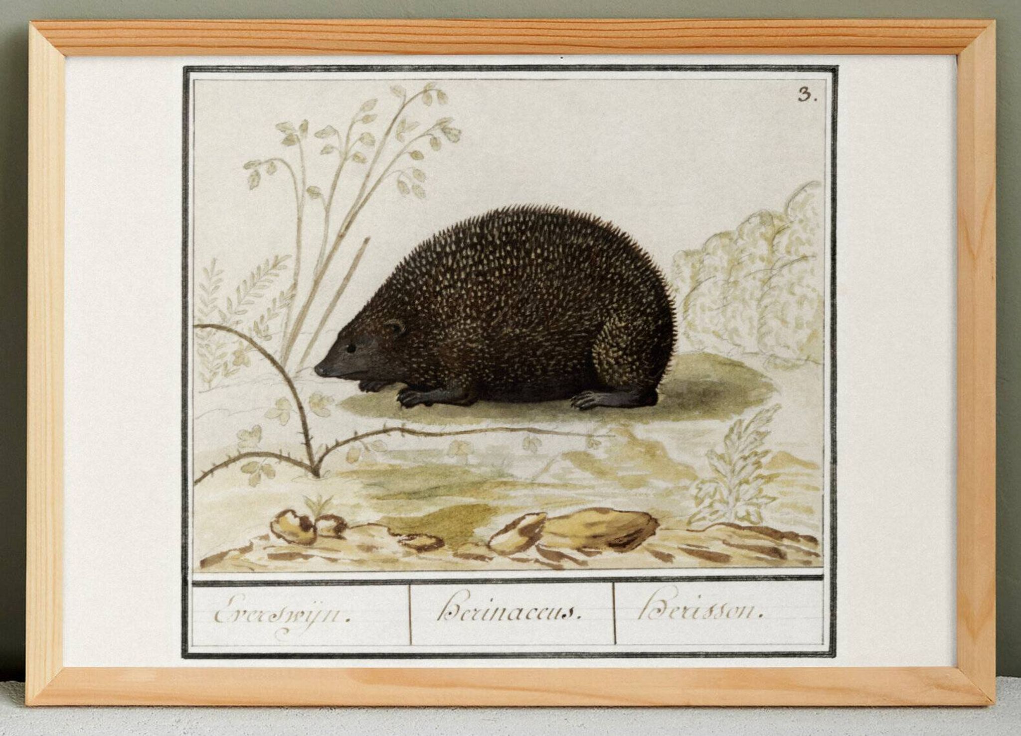 Small poster about the hedgehog, after an old engraving from 1610.