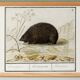 Small poster about the hedgehog, after an old engraving from 1610.