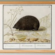 Small poster about the hedgehog, after an old engraving from 1610.
