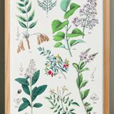 Botanical poster, after an 1881 engraving (salicornia, lilac, ash, privet, olive tree, jasmine)